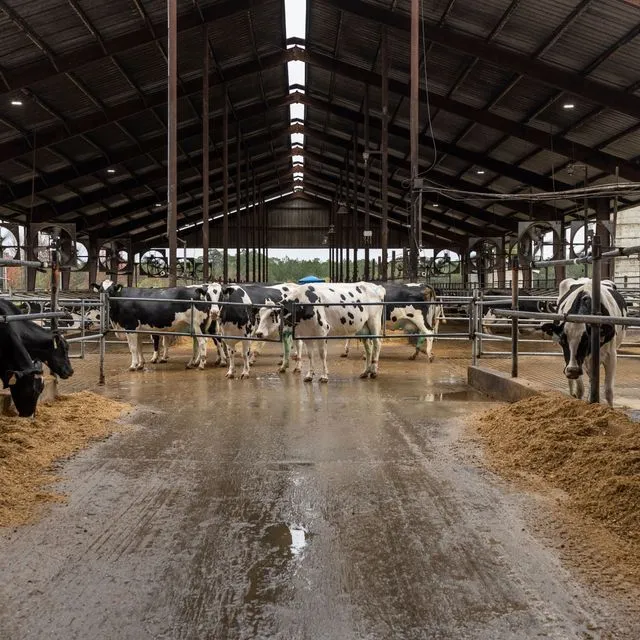 thumbnail for publication: Methods to Relieve Heat Stress for Florida Dairies